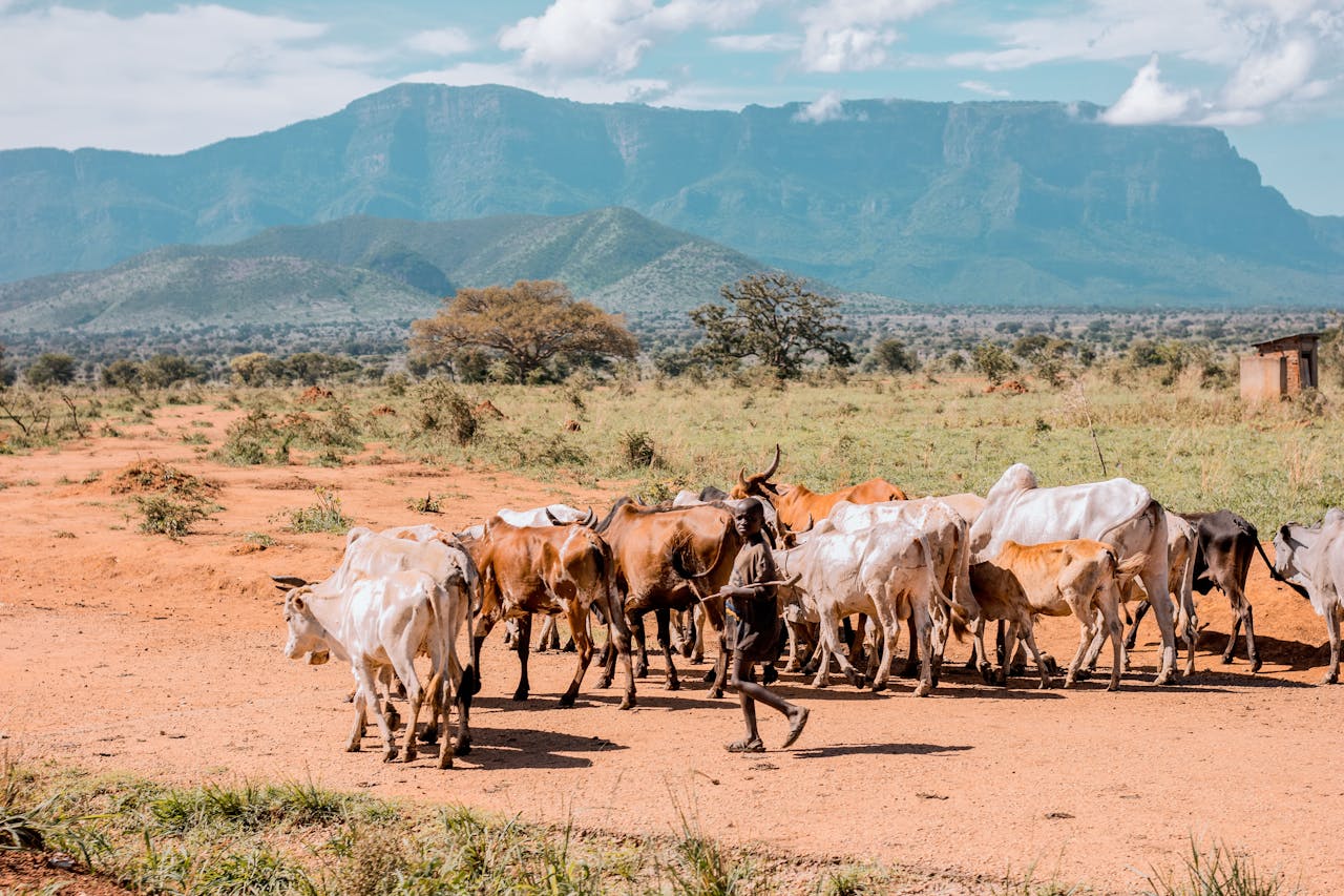 A Boy Herding Cows